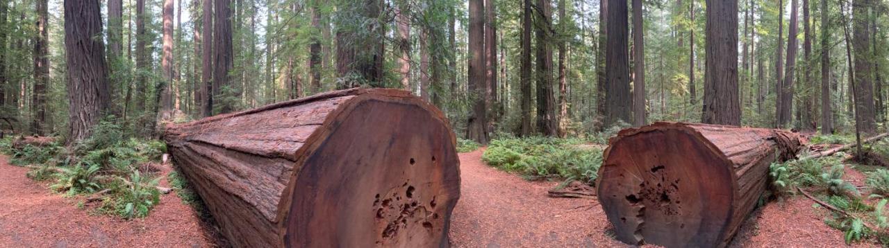 Hotel Glamping In The Redwoods With A Hot Tub! Garberville Exterior foto